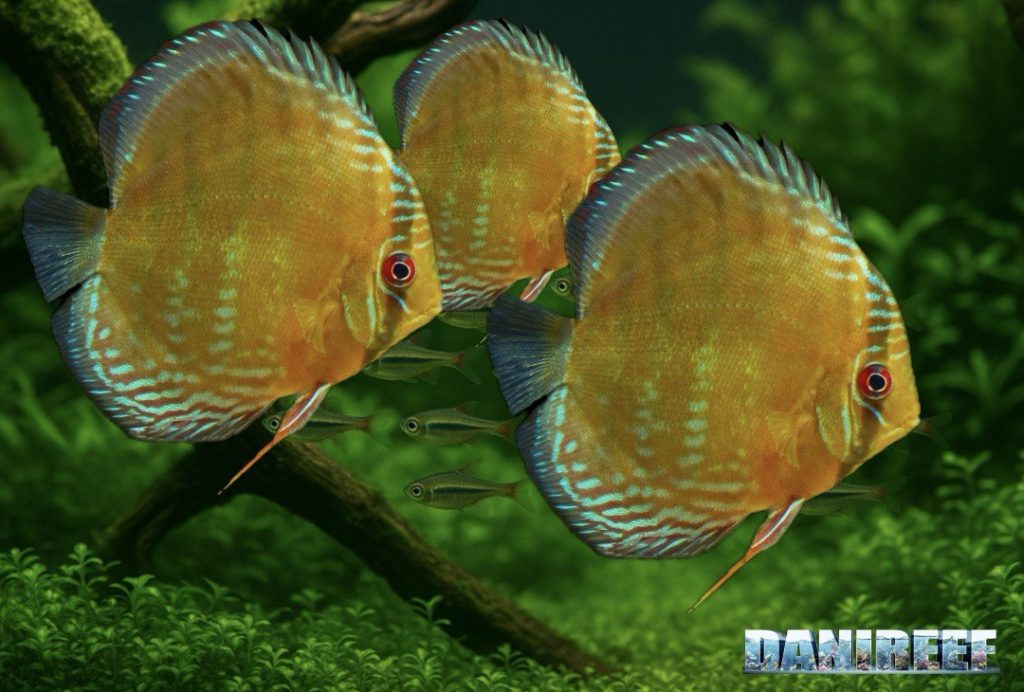 Symphysodon aequifasciatus (Discus blu) in primo piano con bande verticali e riflessi turchesi