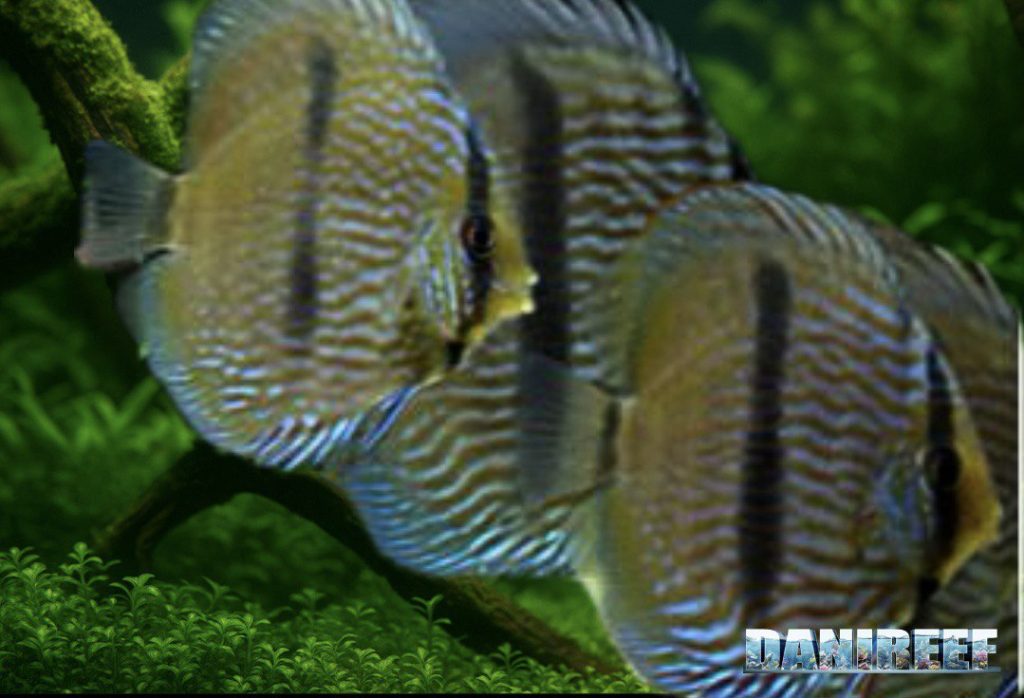 Symphysodon aequifasciatus