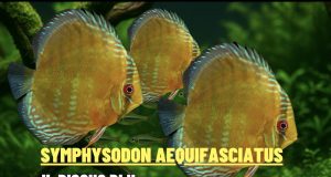 Symphysodon aequifasciatus – Discus blu: guida completa Symphysodon aequifasciatus