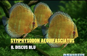 Symphysodon aequifasciatus – Discus blu: guida completa Symphysodon aequifasciatus
