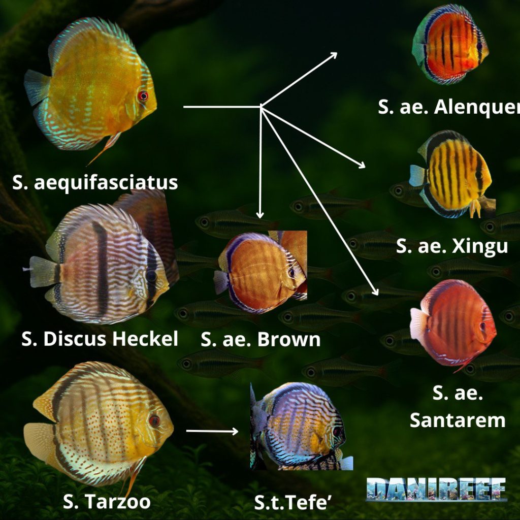 Symphysodon aequifasciatus linee selvatiche