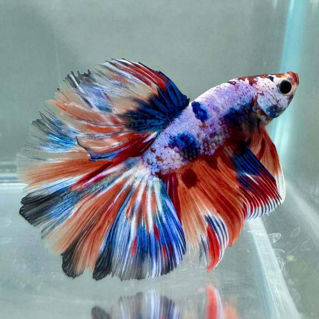 Betta splendens Halfmoon Plakat di alta selezione con pinne ampie e corpo rosso intenso