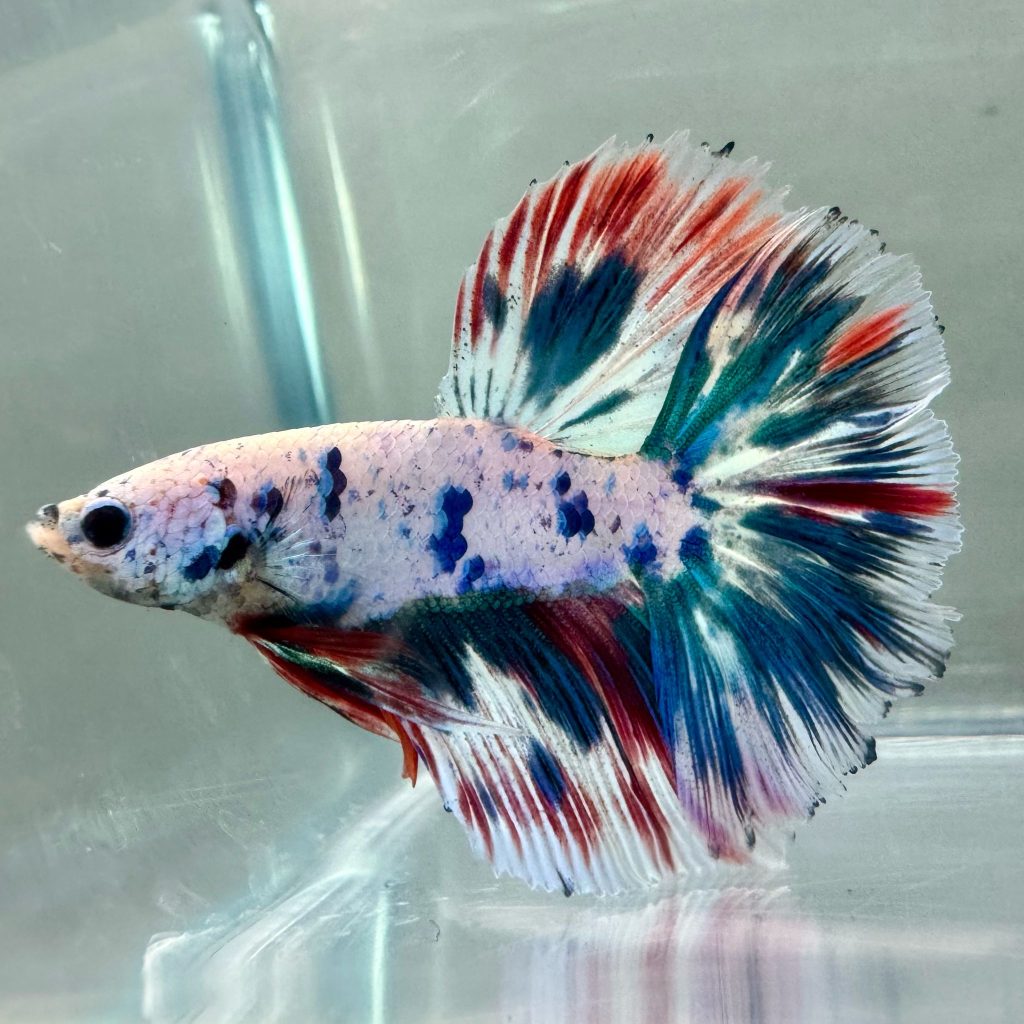 Betta Crowntail con pinne sfrangiate e riflessi metallici blu-viola