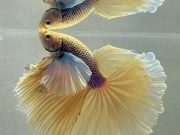 Acquariofilia premium: area guppy e betta di alta selezione al Petsfestival