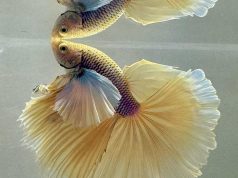 Acquariofilia premium: area guppy e betta di alta selezione al Petsfestival