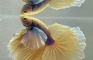 Acquariofilia premium: area guppy e betta di alta selezione al Petsfestival