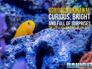 Gobiodon okinawae: the little jewel of the reef – our guide