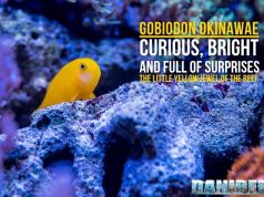 Gobiodon okinawae: the little jewel of the reef – our guide