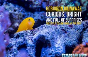 Gobiodon okinawae: the little jewel of the reef – our guide