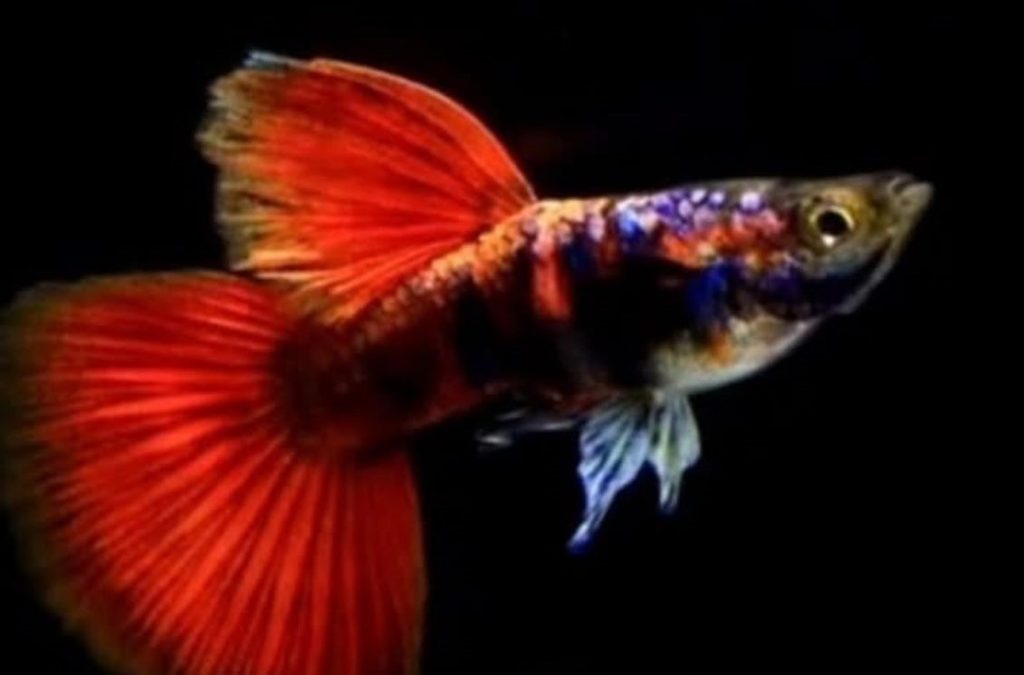 Guppy show di grado A con pinne a ventaglio e colorazione brillante, esemplare selezionato da La Mangrovia