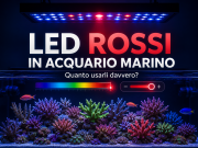 LED rossi nell’acquario marino: quando e quanto usarli