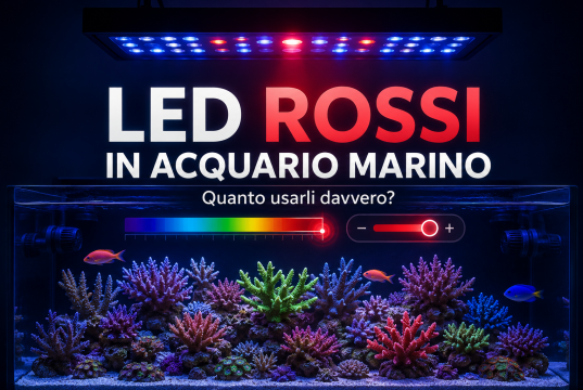 LED rossi nell’acquario marino: quando e quanto usarli