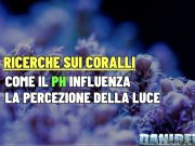 Con pH basso e luce forte i coralli non crescono e soffrono pH coralli