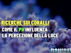 Con pH basso e luce forte i coralli non crescono e soffrono pH coralli