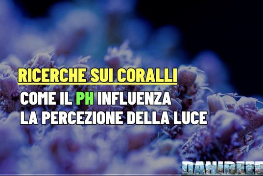 Con pH basso e luce forte i coralli non crescono e soffrono pH coralli