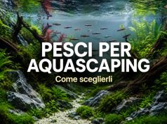 Pesci da aquascaping: 12 specie ideali per Nature Aquarium e nano vasche
