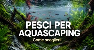 Pesci da aquascaping: 12 specie ideali per Nature Aquarium e nano vasche