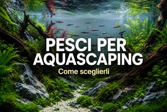 Pesci da aquascaping: 12 specie ideali per Nature Aquarium e nano vasche