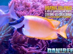 Siganus vulpinus: il pesce volpe giallo utile contro le alghe – guida