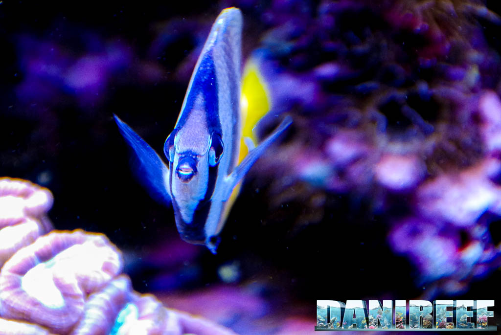 Chaetodon kleinii che nuota tra i coralli, movimento sinuoso tipico della specie