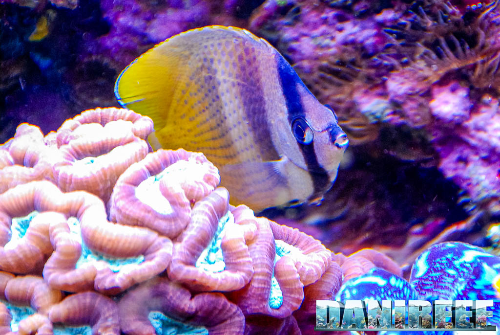 Chaetodon kleinii in primo piano con la caratteristica fascia chiara laterale