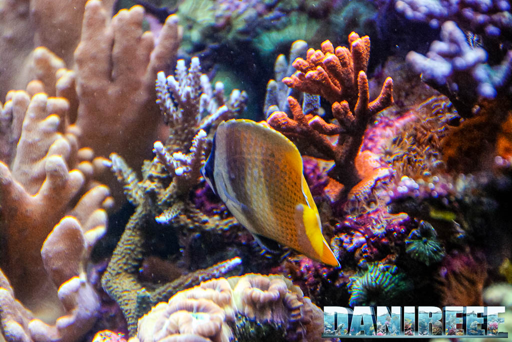 Chaetodon kleinii vicino alla rocciata viva in un acquario marino