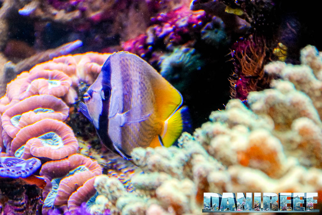 Chaetodon kleinii mentre nuota in acquario, profilo laterale ben illuminato