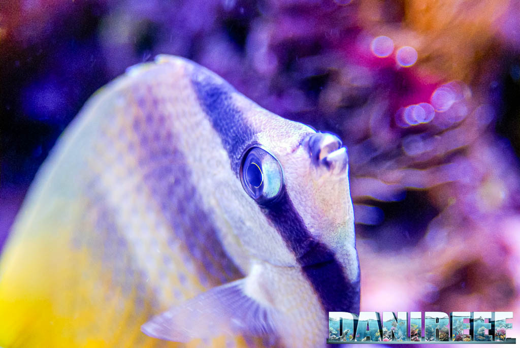 Chaetodon kleinii in primo piano, vista laterale, mentre nuota in acquario marino
