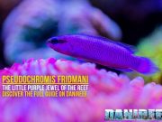 Pseudochromis fridmani: a purple lightning bolt you shouldn’t miss