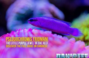 Pseudochromis fridmani: a purple lightning bolt you shouldn’t miss
