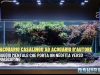 Da acquario casalingo ad acquario d’autore: verso l’aquascaping acquario d’autore