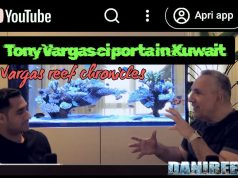 Acquario di SPS – Tony Vargas ci porta in Kuwait tra acropore e passione pura acquario di SPS