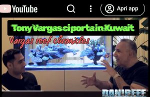Acquario di SPS – Tony Vargas ci porta in Kuwait tra acropore e passione pura acquario di SPS