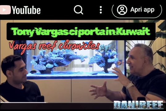 Acquario di SPS – Tony Vargas ci porta in Kuwait tra acropore e passione pura acquario di SPS