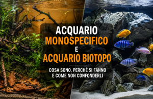 Acquario monospecifico o biotopo: differenze, vantaggi ed esempi