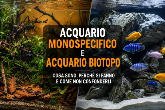 Acquario monospecifico o biotopo: differenze, vantaggi ed esempi