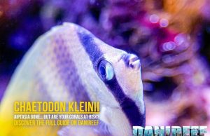 Chaetodon kleinii: aiptasia killer or coral threat?