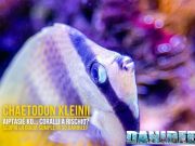 Chaetodon kleinii: killer di aiptasie o pericolo per i coralli?