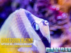 Chaetodon kleinii: killer di aiptasie o pericolo per i coralli?