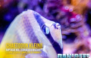 Chaetodon kleinii: killer di aiptasie o pericolo per i coralli?