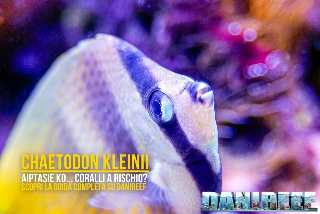 Grafica di copertina dedicata al Chaetodon kleinii