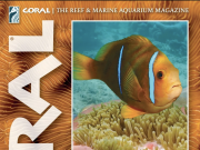 Coral Magazine: interrelazioni, simbiosi e vita segreta del reef