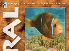Coral Magazine: interrelazioni, simbiosi e vita segreta del reef