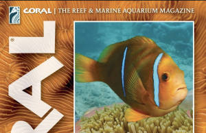 Coral Magazine: interrelazioni, simbiosi e vita segreta del reef