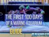 The First 100 Days of a Marine Aquarium: Complete Guide