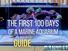The First 100 Days of a Marine Aquarium: Complete Guide