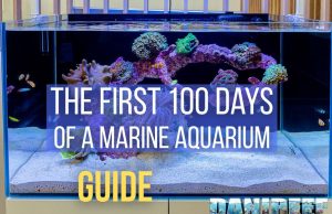 The First 100 Days of a Marine Aquarium: Complete Guide