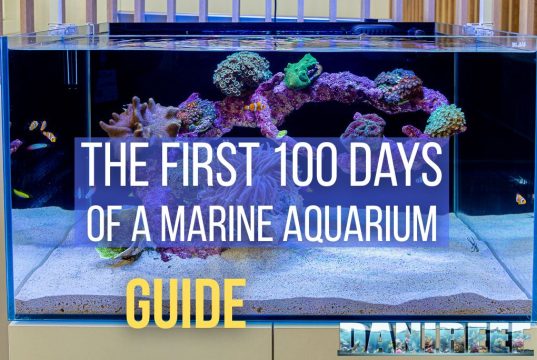 The First 100 Days of a Marine Aquarium: Complete Guide
