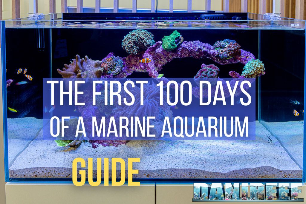 The First 100 Days of a Marine Aquarium: Complete Guide