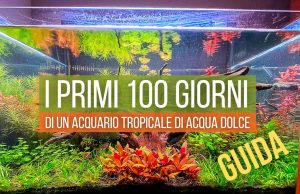 I primi 100 giorni dell’acquario tropicale di acqua dolce: la guida